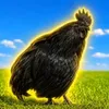 The Black Cock