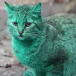 Carteira The Green Cat