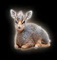 ‌Ví dik