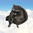 Dompet a smoking meth raccoon