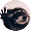 Pedro the Raccoon