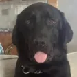 hank ওয়ালেট
