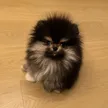 محفظة BOBAOPPA