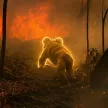 Billetera The Stoic Koala