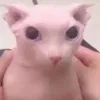 Bingus Cat