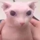 BINGUS