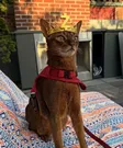 Кошелек Zcat