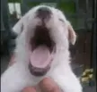 Кошелек popdog