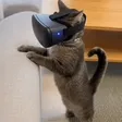 Monedero de Humping Cat