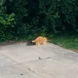 The Golden Raccoon-Wallet