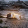 محفظة The Grieving Seagull
