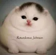 Rotundomus Johnson 錢包