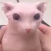 Bingus Cat