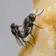 FLYINGSEX