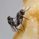 FLYINGSEX