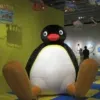 Pingu
