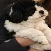 George