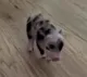 PETUNIA