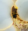 The Beauty of the Bee