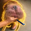 Carteira The Honking Walrus