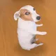 SDOG