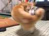 Right-Hook Shiba Dog