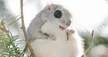 ezo momonga 钱包