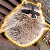 The Chubby Raccoon