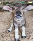 Kaki the water buffalo 钱包