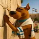 SCOOBY
