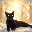 Carteira Justice for Chibbi