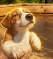 splashing dogウォレット
