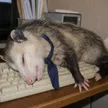 OUT OF OFFICE POSSUM Wallet