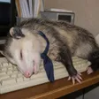 OUT OF OFFICE POSSUM Wallet