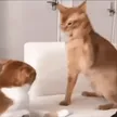 محفظة bapcat