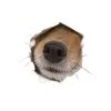 nose