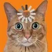 One Orange Braincell वॉलेट