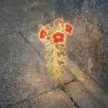 The Nietzschean Calibrachoa ওয়ালেট
