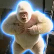 Dompet The Albino Gorilla