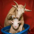 GOAT Bath Wallet