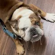 ‌Ví The Demon Dog