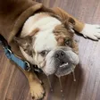 ‌Ví The Demon Dog