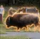 BISON