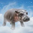 Cocaine Hippo ওয়ালেট