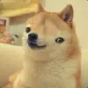 stupid inu
