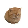 no talk me i angy