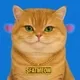 FATMEOW