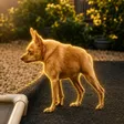 Cricket The Dog 钱包