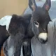 HEEHAW