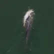 The Grieving Dolphin वॉलेट